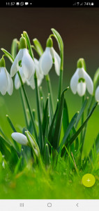اسکرین شات 8 برنامه 10000 Flowers Wallpapers
