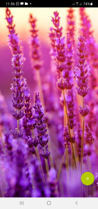 اسکرین شات 3 برنامه 10000 Flowers Wallpapers