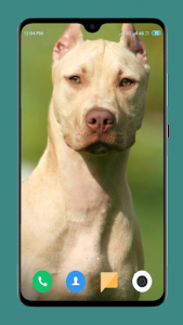 اسکرین شات برنامه Pitbull Dog Wallpaper 4K 6