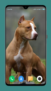 اسکرین شات برنامه Pitbull Dog Wallpaper 4K 4