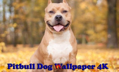 اسکرین شات برنامه Pitbull Dog Wallpaper 4K 1