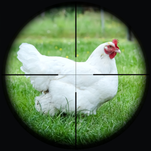 اسکرین شات 1 بازی Chicken Shoot Sniper Hunting