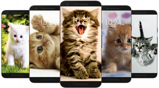 اسکرین شات برنامه Kitten & Cute Cat Wallpaper HD 3