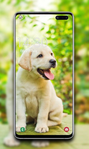 اسکرین شات برنامه Puppy Wallpaper 3