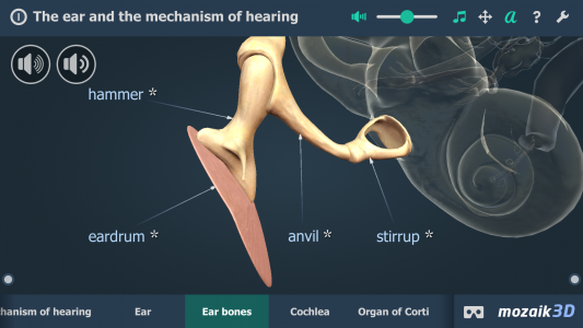 اسکرین شات برنامه The mechanism of hearing 3D 3