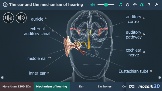 اسکرین شات 1 برنامه The mechanism of hearing 3D