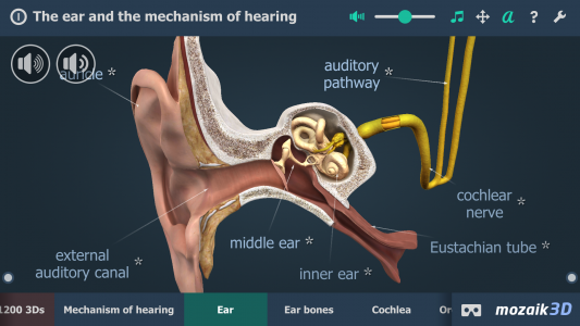 اسکرین شات برنامه The mechanism of hearing 3D 2
