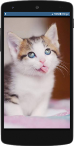 اسکرین شات برنامه Cute Cat HD Wallpapers 4