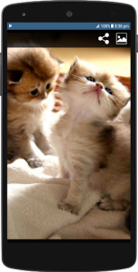 اسکرین شات برنامه Cute Cat HD Wallpapers 3