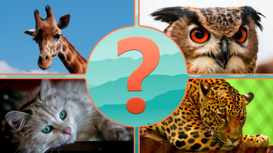اسکرین شات 1 بازی Guess the Animal