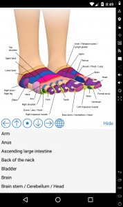 اسکرین شات 2 برنامه Foot Reflexology Chart