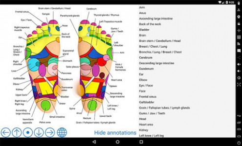 اسکرین شات برنامه Foot Reflexology Chart 3