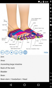 اسکرین شات برنامه Foot Reflexology Chart 2