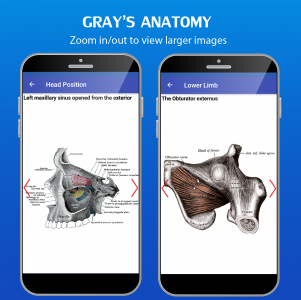 اسکرین شات برنامه Gray's Anatomy - Anatomy Atlas 4