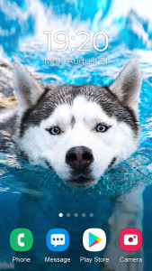 اسکرین شات 5 برنامه Husky Dog Wallpaper 2025