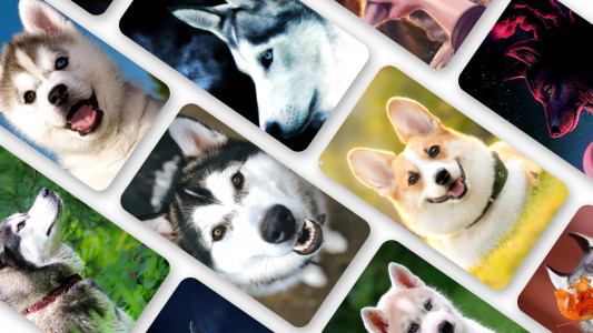 اسکرین شات 1 برنامه Husky Dog Wallpaper 2025