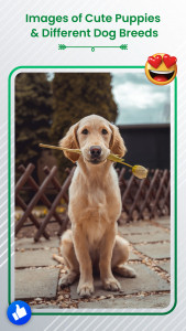اسکرین شات 7 برنامه Dog Sound Ringtones Wallpapers