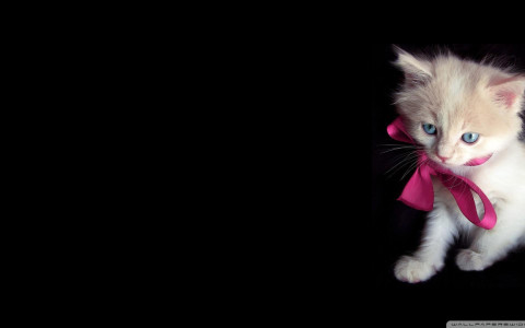 اسکرین شات 7 برنامه Cat Wallpapers HD Cute