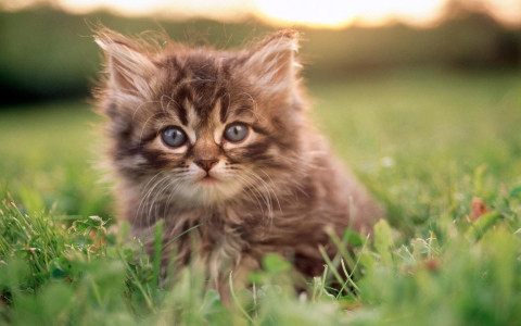 اسکرین شات 4 برنامه Cat Wallpapers HD Cute