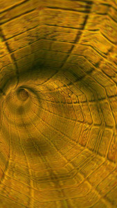 اسکرین شات 7 برنامه Hypnoplasma Tunnels