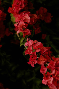 اسکرین شات 6 برنامه Red Flowers Wallpapers HD 2024