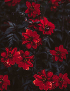 اسکرین شات 8 برنامه Red Flowers Wallpapers HD 2024