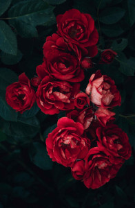 اسکرین شات 1 برنامه Red Flowers Wallpapers HD 2024