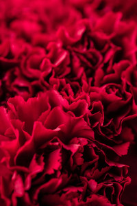 اسکرین شات 2 برنامه Red Flowers Wallpapers HD 2024