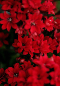 اسکرین شات 7 برنامه Red Flowers Wallpapers HD 2024