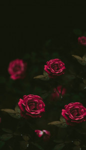 اسکرین شات 4 برنامه Red Flowers Wallpapers HD 2024