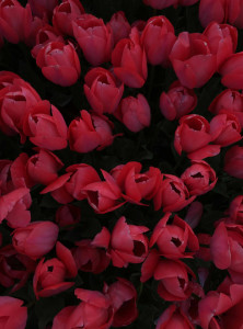 اسکرین شات 3 برنامه Red Flowers Wallpapers HD 2024