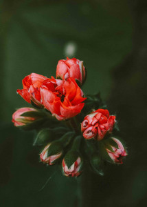 اسکرین شات 5 برنامه Red Flowers Wallpapers HD 2024