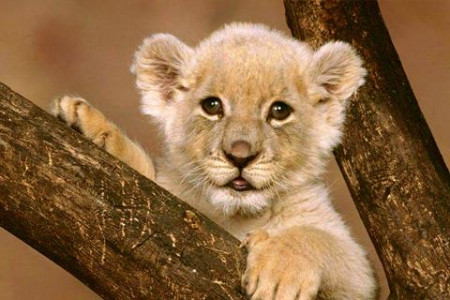 اسکرین شات 2 بازی Animal Jigsaw Puzzles