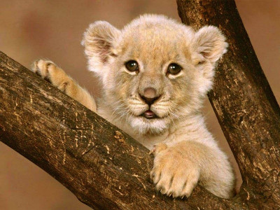اسکرین شات 4 بازی Animal Jigsaw Puzzles