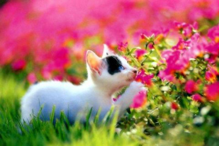 اسکرین شات 2 بازی Cats Jigsaw Puzzles