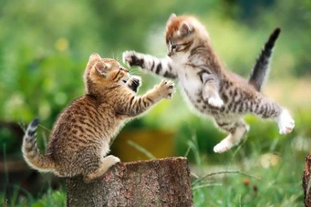 اسکرین شات 3 بازی Cats Jigsaw Puzzles