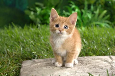 اسکرین شات 1 بازی Cats Jigsaw Puzzles