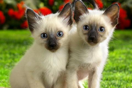 اسکرین شات 4 بازی Cats Jigsaw Puzzles