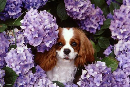 اسکرین شات 3 بازی Dogs Jigsaw Puzzles