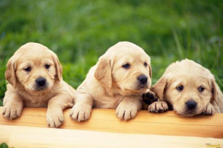 اسکرین شات 2 بازی Dogs Jigsaw Puzzles