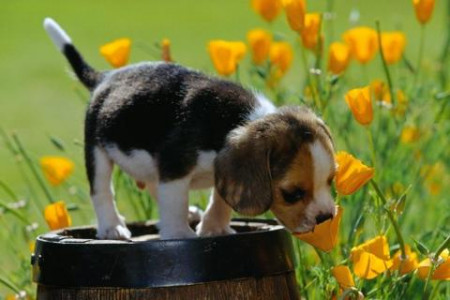 اسکرین شات 4 بازی Dogs Jigsaw Puzzles