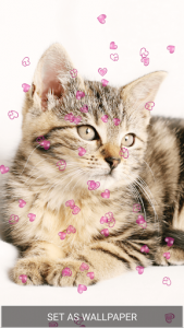 اسکرین شات برنامه Cute Kitten Live Wallpapers 7