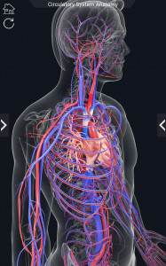 اسکرین شات برنامه Circulatory System Anatomy 7