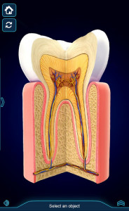 اسکرین شات برنامه My Dental  Anatomy 5