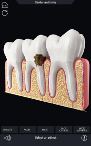 اسکرین شات 5 برنامه Dental  Anatomy