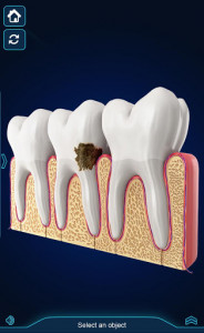 اسکرین شات برنامه My Dental  Anatomy 7
