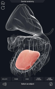 اسکرین شات 4 برنامه Dental  Anatomy