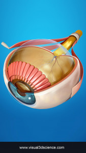 اسکرین شات 1 برنامه My Eye Anatomy