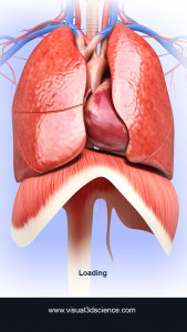 اسکرین شات برنامه Respiratory System Anatomy 1