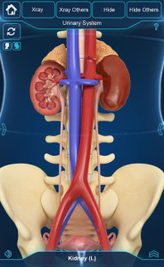 اسکرین شات برنامه Kidney Anatomy Pro. 6